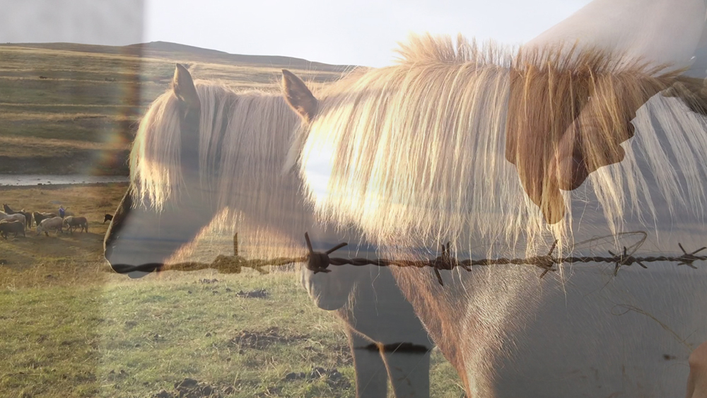 WhiteFeather Hunter’s image - Video still: gathering horsehair from barbed wire